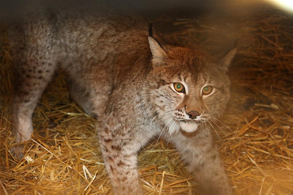 Der ausgebüchste Luchs Findus