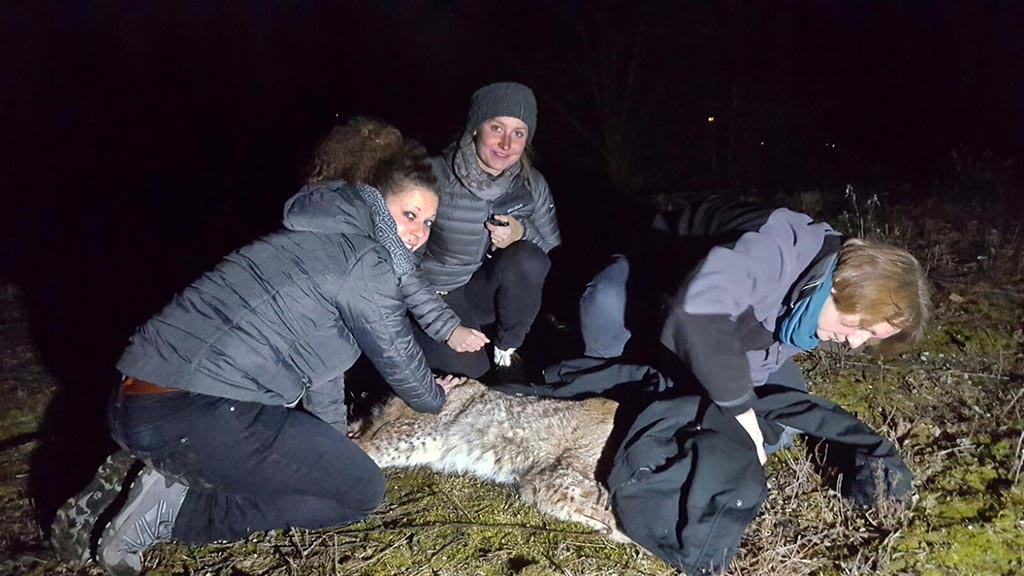 Getroffen von einem Narkosepfeil liegt Findus im Tiefschlaf