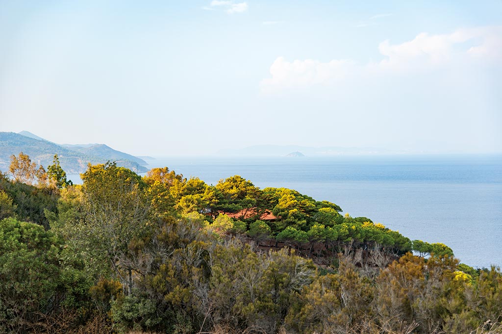 Tenuta delle Ripalte – Weinberge und dichte Pinienwälder