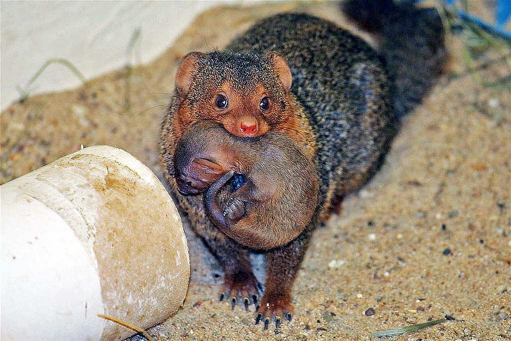 Das Weibchen trägt ihre Babys vom Stall in die Landschaftsanlage.