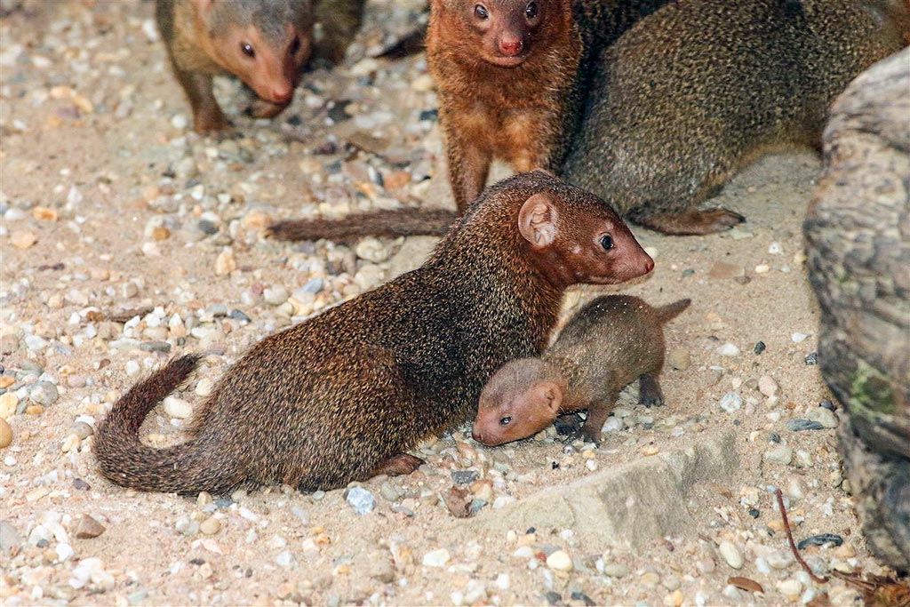 Alle Tiere kümmern sich um die Kleinen.