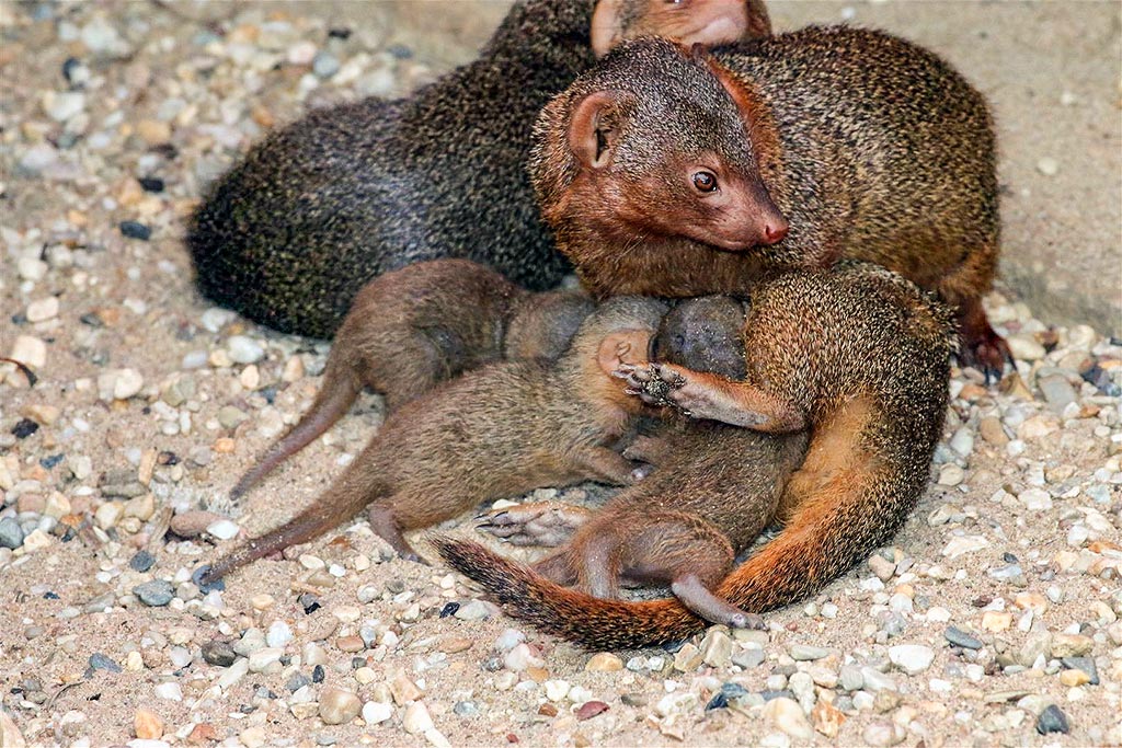 Am 16. November erblickten die vier Babyzwergmangusten das Licht der Welt.