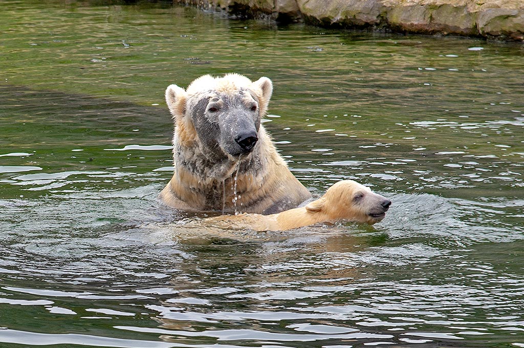 Schwimmen geht schon prima.