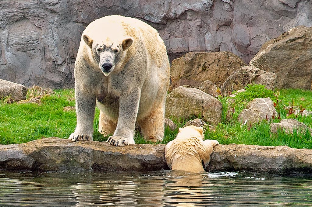 Nur wieder aus dem Wasser kommen ist schwierig. Die Uferböschung ist zu hoch.