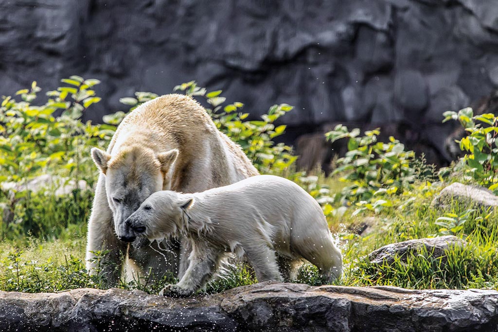 Eisbären in der ZOOM Erlebniswelt