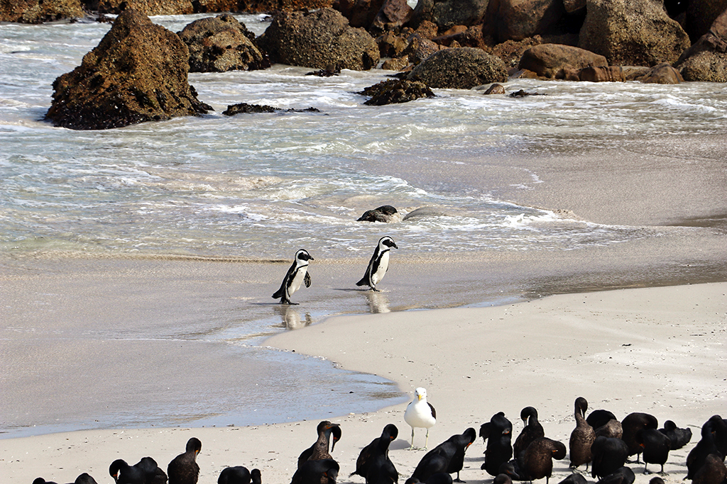 Brillenpinguine an Boulders Beach