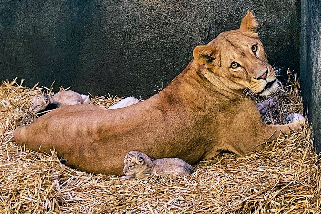 Löwin Fiona kümmert sich vorbildlich um die drei.