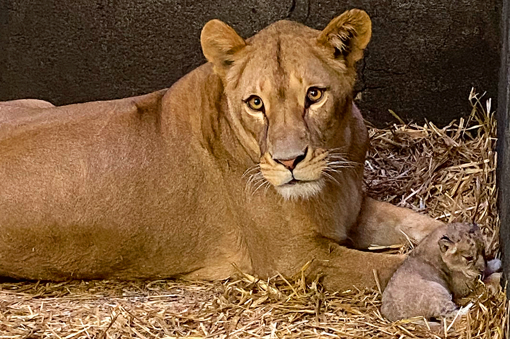 Die Geschlechter der Drillinge stehen noch nicht fest.