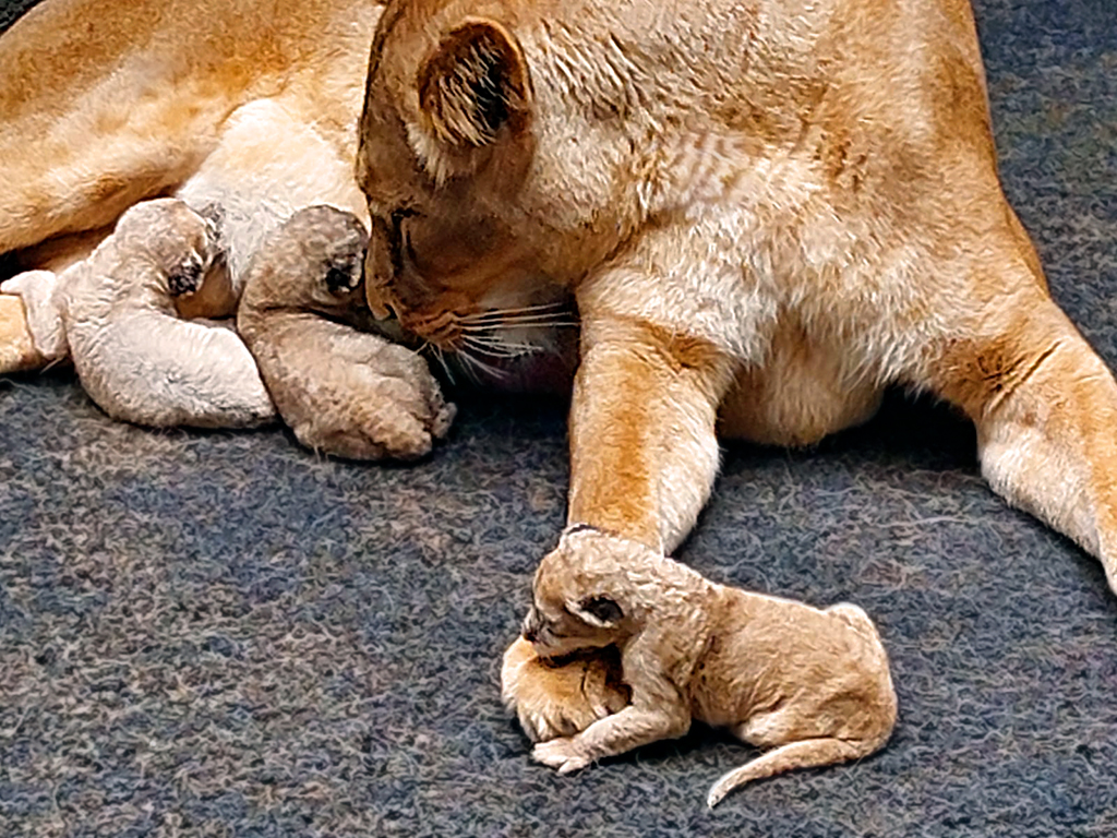 Sobald der Löwennachwuchs auch von den Besuchern beobachtet werden kann, wird die ZOOM Erlebniswelt darüber informieren.