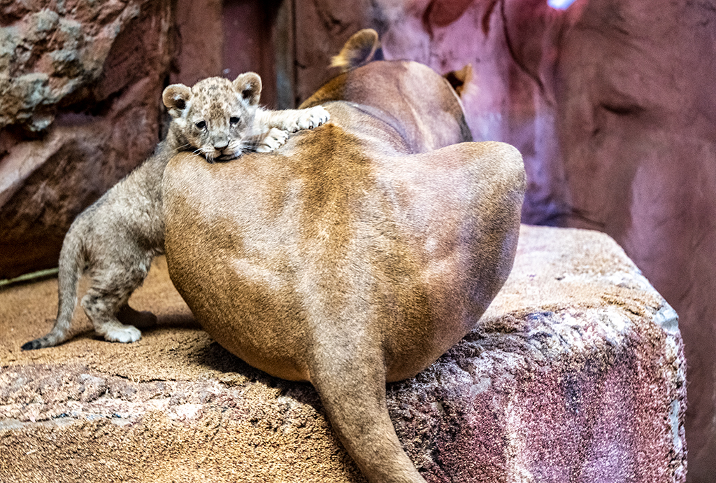 Kuscheln mit Mamma Fiona