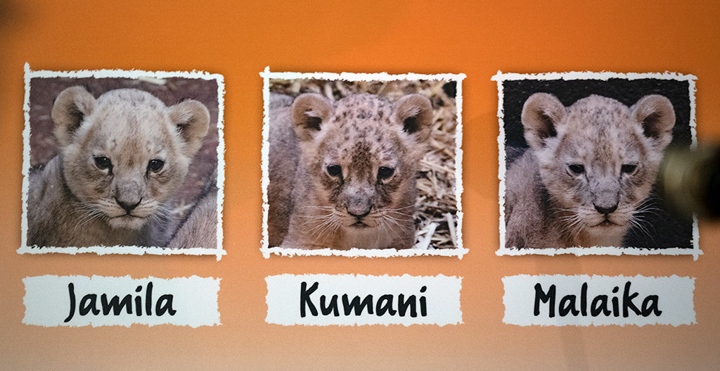 Die Namen des Löwennachwuchses