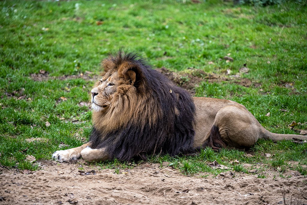 Vater Bantu kennt seinen Nachwuchs noch nicht
