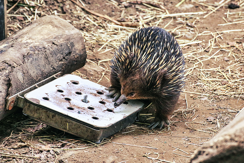 Ameisenigel an Futterstation
