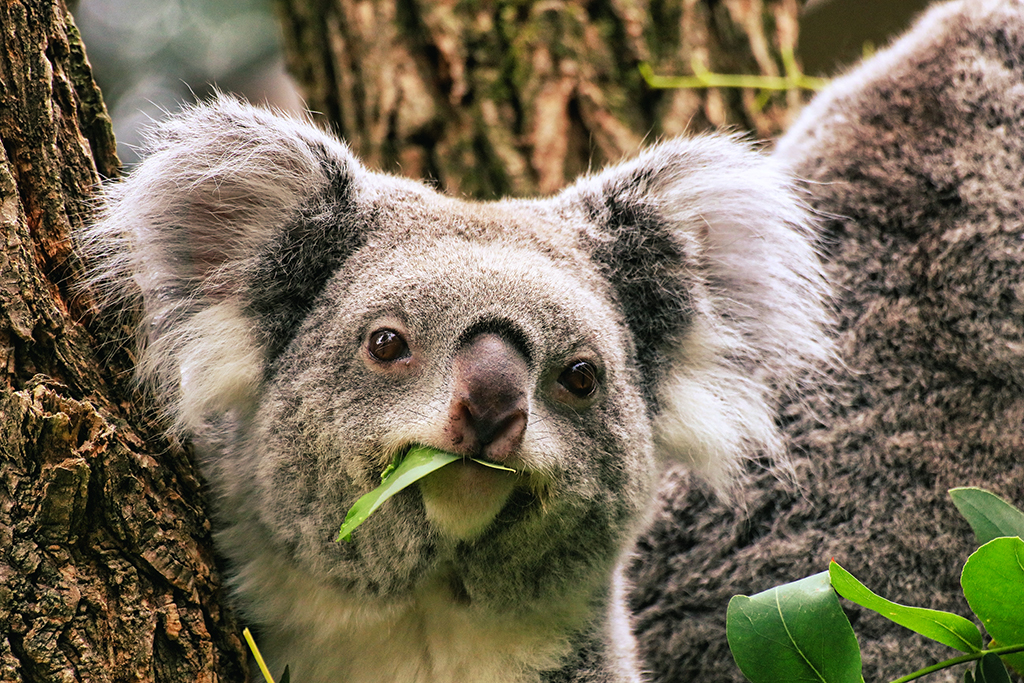 Koala frisst Eukalyptus