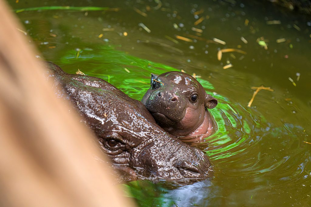Mufaro beim Schwimmunterricht