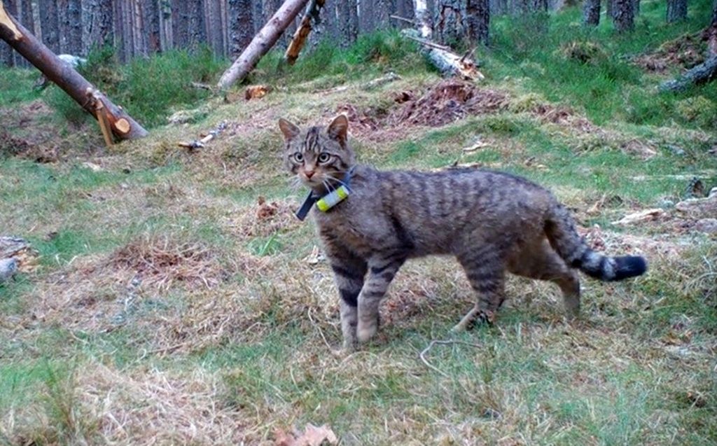 Wildkatze mit Sender