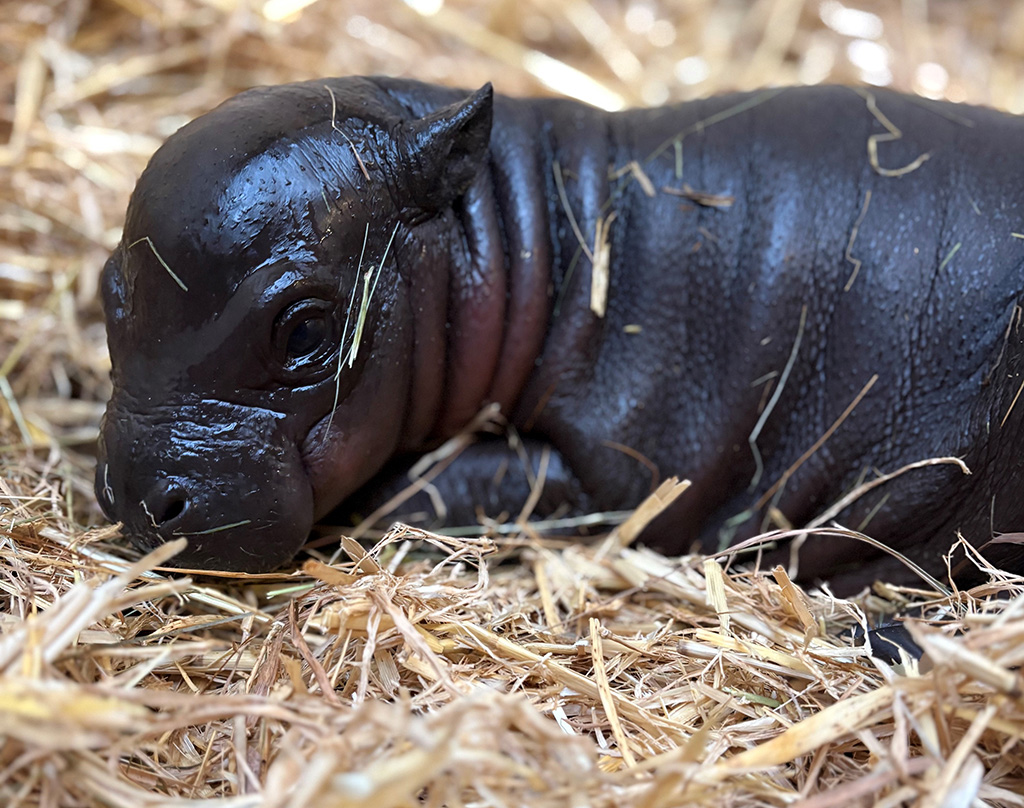 Zwergflusspferd Nachwuchs