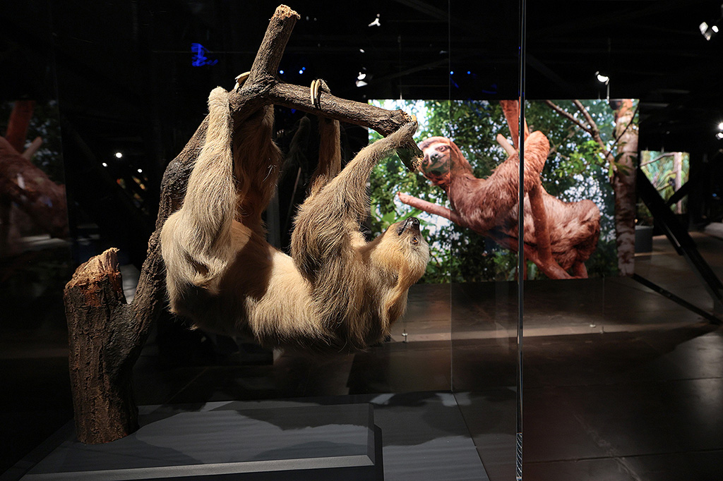 Ausstellung Mythos Wald