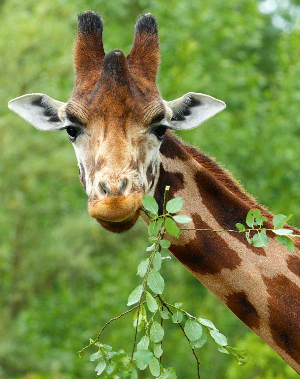 Giraffe